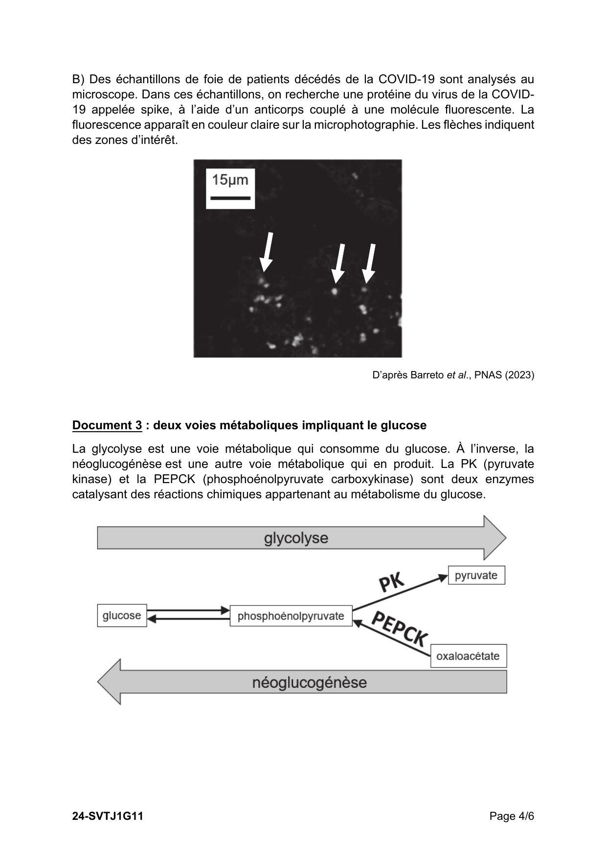 page 4 - Doc 2b (spike foie) + Doc 3 (glycolyse/néoglucogenèse)
