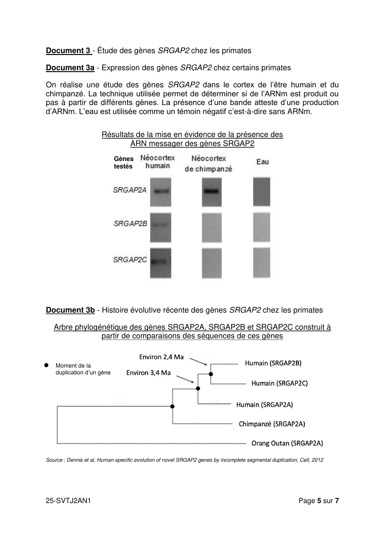 AN J2 2025 - page 5 (Document 3 SRGAP2)