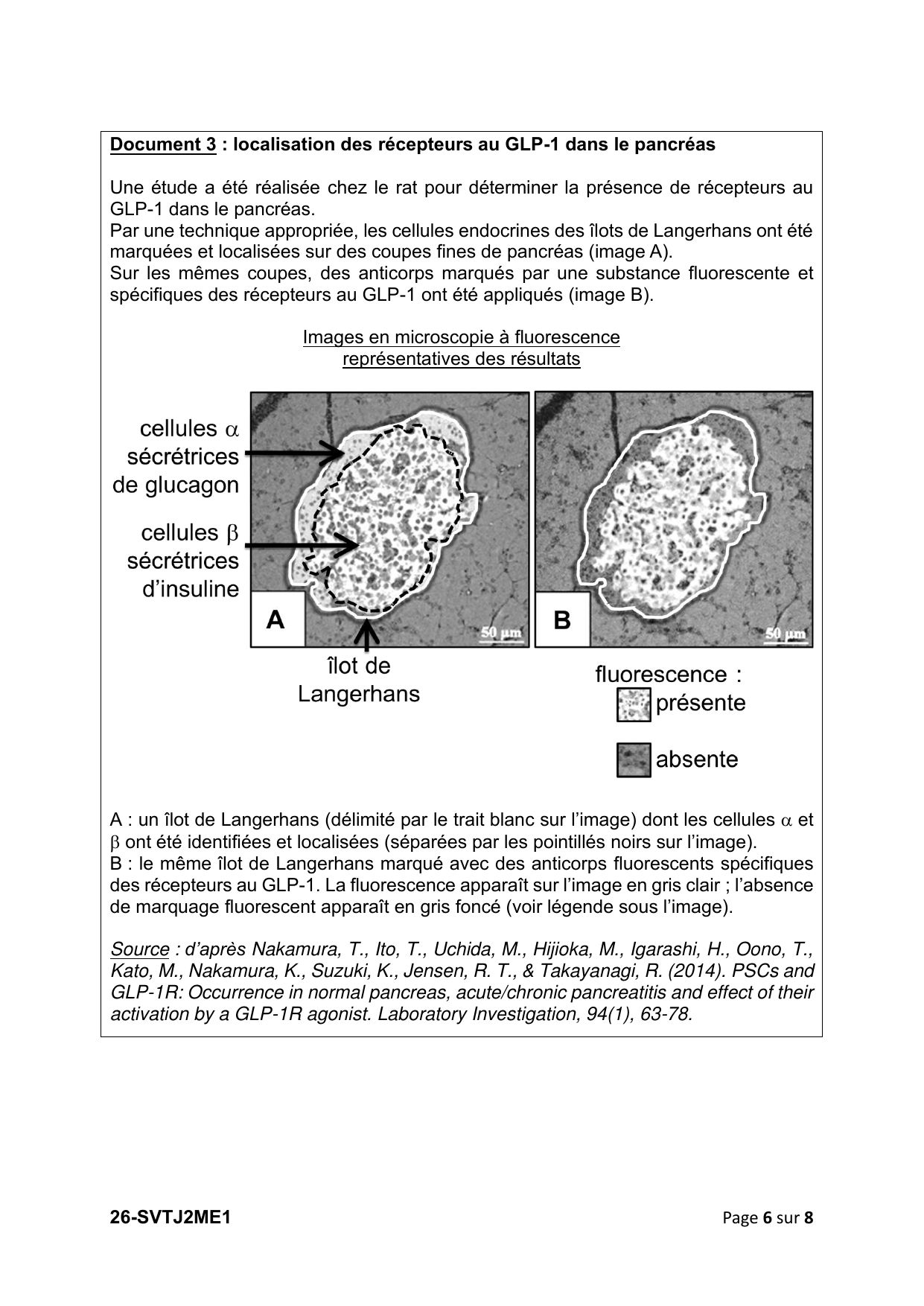 page 6 - Doc 3 (récepteurs au GLP-1, îlots de Langerhans)